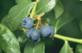 Blueberries.PNG